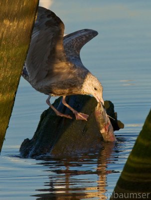 Gull Eating Lunch
