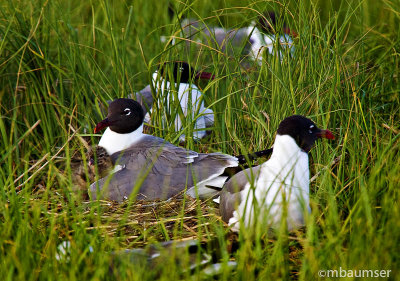 Laughing Gulls with Chick