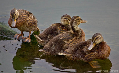 Young Ducks