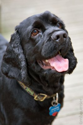 Cooper