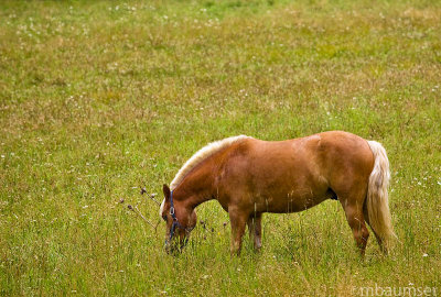 Horse In The Meadow