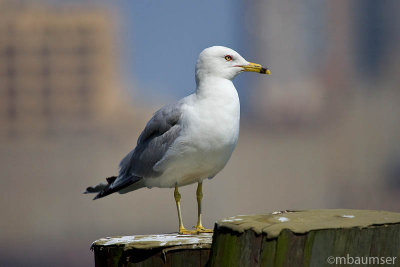 Ring Bill Gull