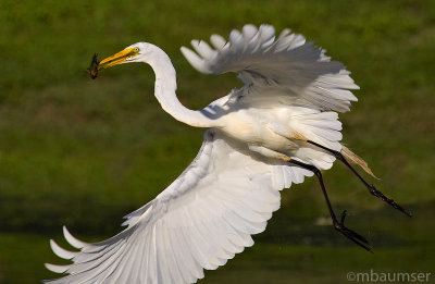 Great Egret with Fish