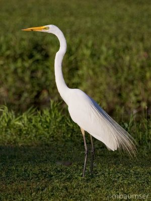 Great Egret