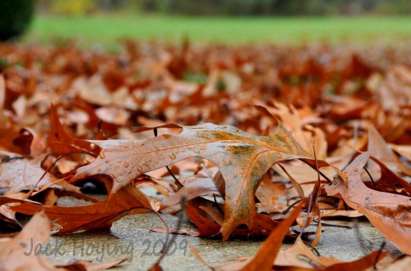 Time to rake the leaves