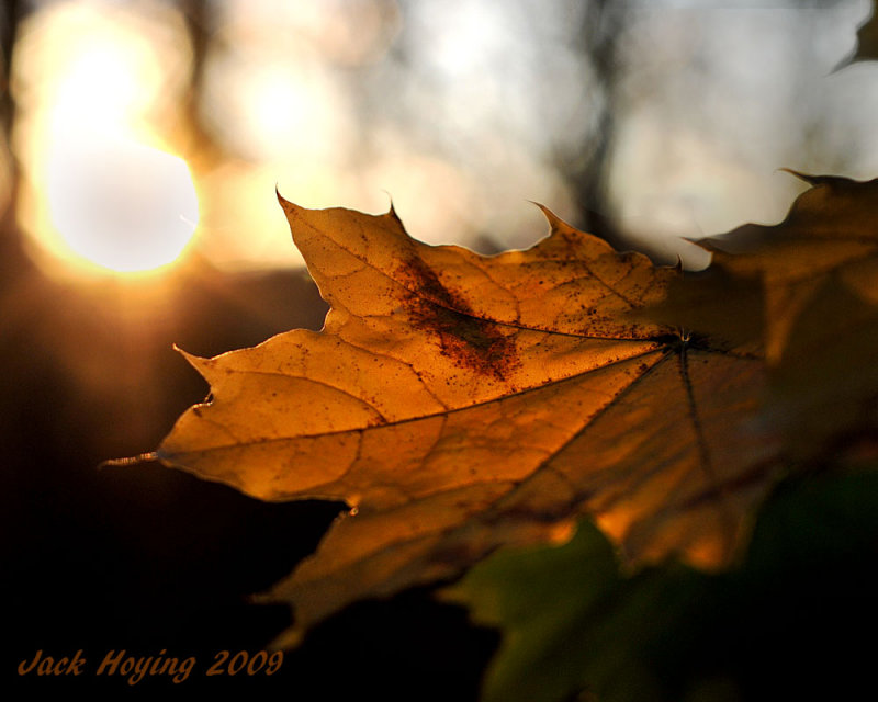 Sunset Glow