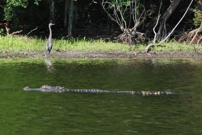 Aligator and Heron on Marion Lake, South Carolina