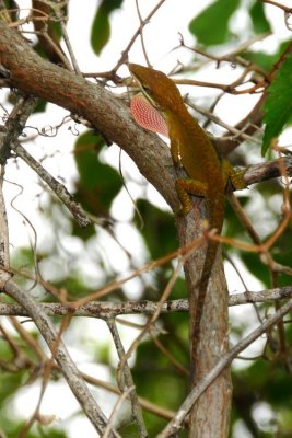 Lizard Showing off to the Ladies