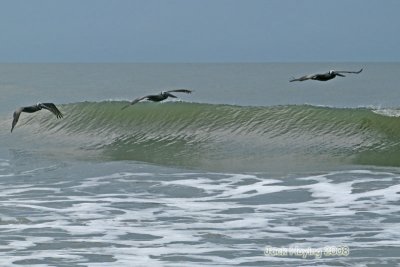 Pelicans flying along the contours of the waves
