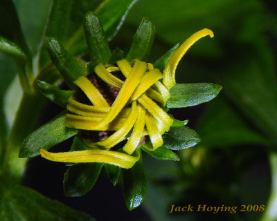 Black-Eyed Susan about to bloom