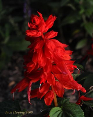 Bonfire Salvia Bloom