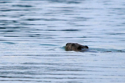 Swimming Beaver