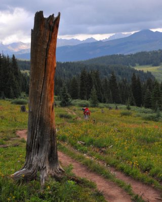 A lone tree snag along the trail back from Shrine Ridge