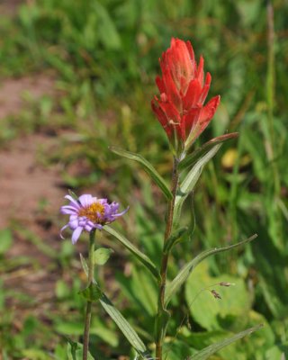 Indian Paintbrush