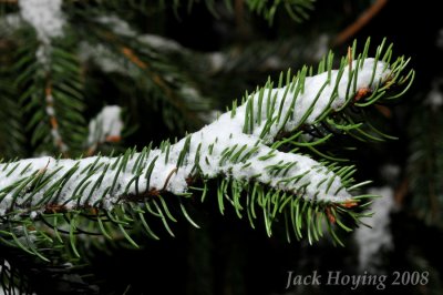 Snow on the Pine Tree