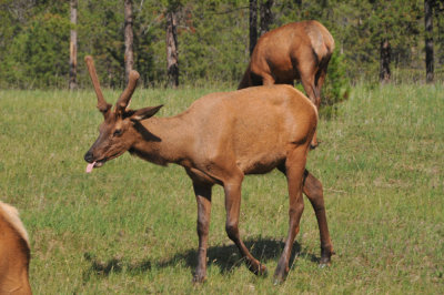 Young Elk in the campground reacts to the paparazzi