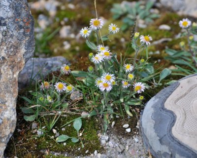 Artic Alpine Fleabane (Brenda's shoe to the right for size reference)