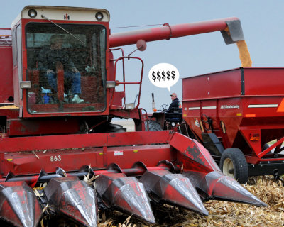 Enjoying a plentiful harvest (corn)