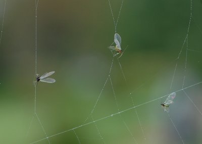 Caught in the web
