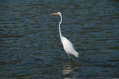 Great White Egret with it's catch