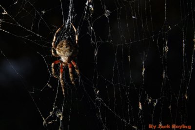Orb Weaving Spider, probably a Jewelled Araneus
