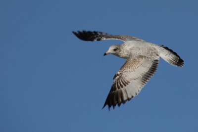 Seagull passing by