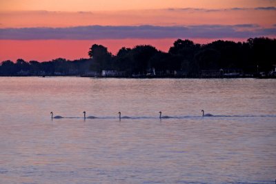Swans at Sunrise on the North River