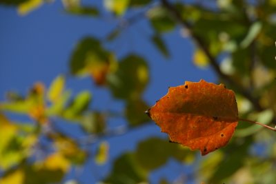 Cottonwood leaf