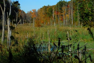 Marsh along the bike trail