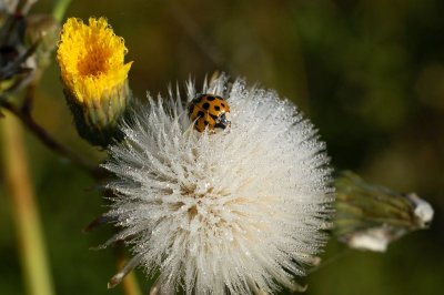 Ladybug in the dew