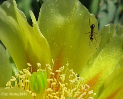 Cactus Bloom with Visitor
