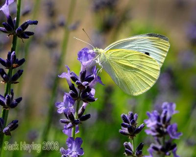 Visitor on the Lavender