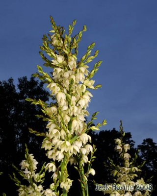 Yucca Blooms after Sunset