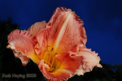 Day Lily (at night)