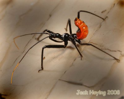 Assassin Bug - Immature nymph  - Arilus cristatus