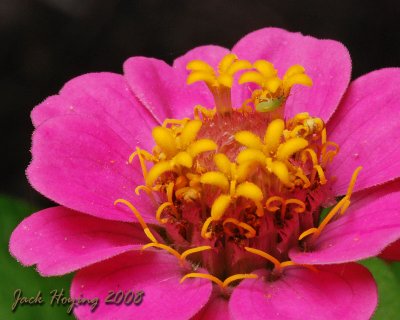 Zinnia Bloom with a Visitor