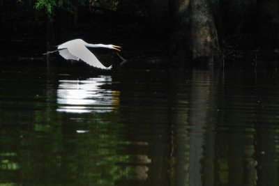 Egret flying low