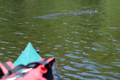 Aligator in front of the kayak