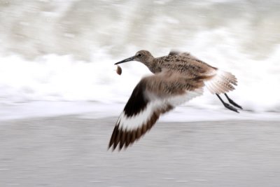 Sandpiper with Catch