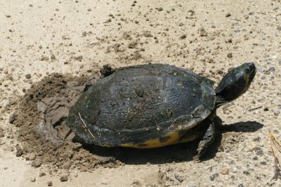 Large Painted turtle laying eggs in the middle of a gravel road