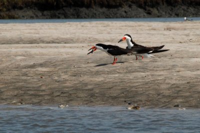 Black Skimmers with fish (not sharing)