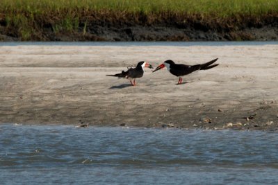 Black Skimmers with fish
