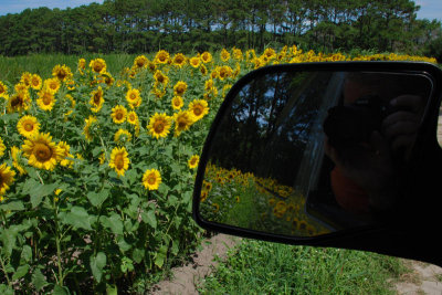 Sunflowers along roadway