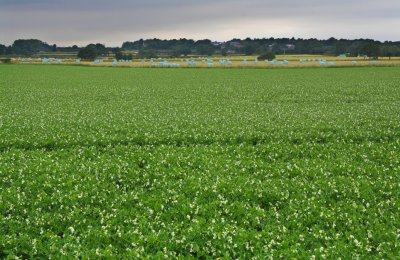 field of peas Cottingham.jpg