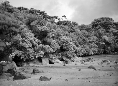 iDSC00139ulva.jpg