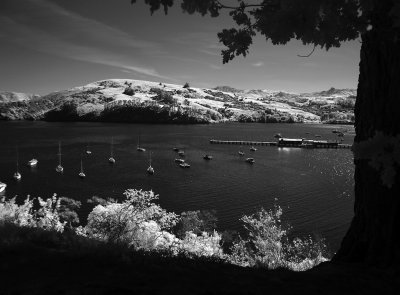 iDSC00896akaroa.jpg