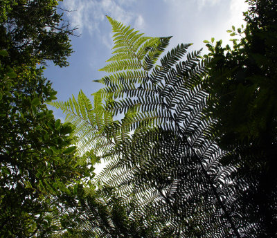 DSC01452punakaiki.jpg