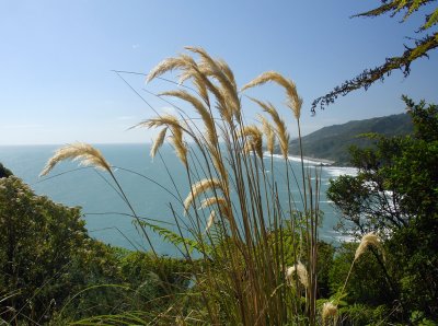 DSC01664punakaiki.jpg