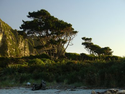 DSC07869punakaiki.jpg