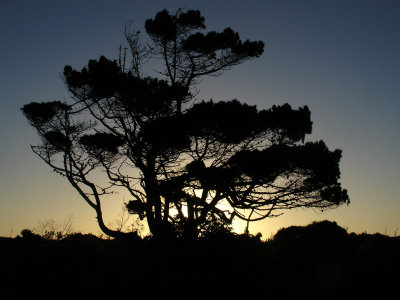 DSC07904punakaiki.jpg